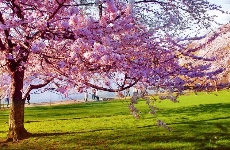 Ανοιξιάτικος ο καιρός και σήμερα -Στους 20 ο υδράργυρος