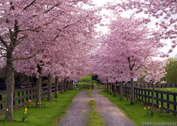 Γλυκός ο καιρός -Ανοιξιάτικη ζέστη με τον υδράργυρο στους 18 βαθμούς