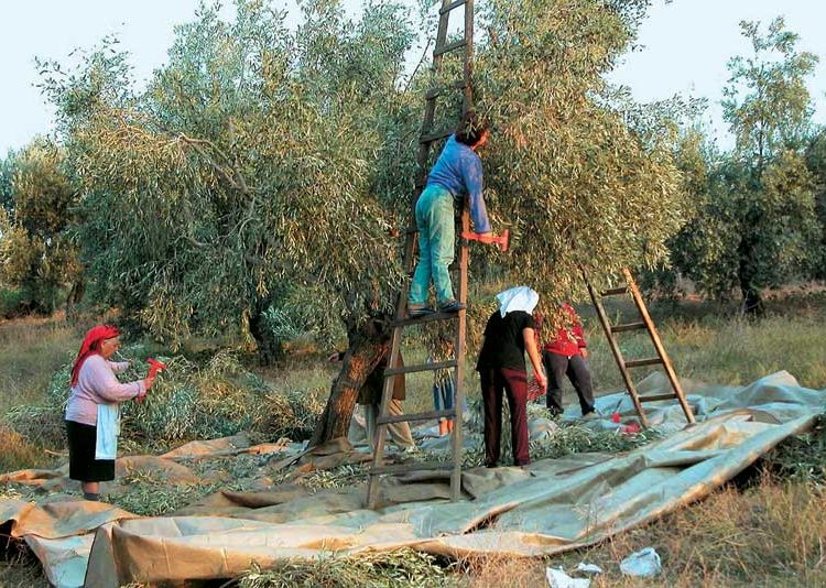 H Επιστολή Κ. Νικολούτσου στον Υπ. Αγροτικής Ανάπτυξης για ανάθεση εντός Μαΐου και ψεκασμούς μέχρι 15 Ιουνίου