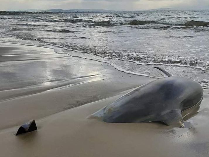 O «Πολιτισμός» μας … και η περιβαλλοντική αναισθησία ..