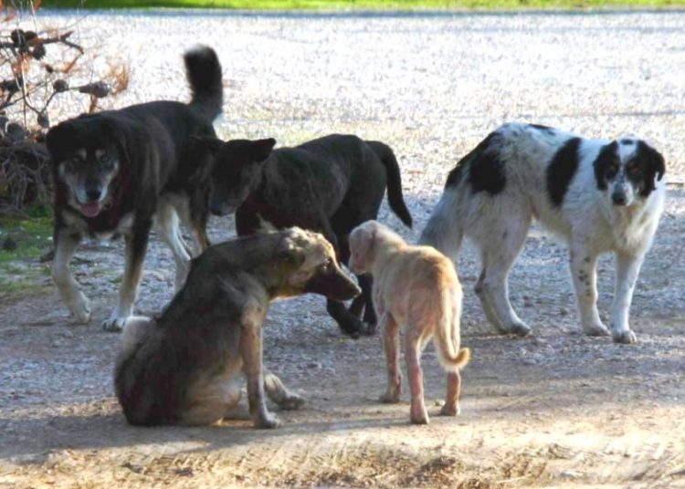 Αγέλη από αδέσποτα σκυλιά στο κέντρο του Πύργου