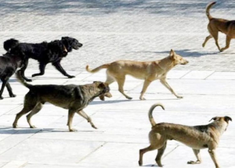 ΠΡΟΣ ΔΗΜΟΥΣ ΗΛΕΙΑΣ: Χρηματοδότηση 600.000 ευρώ για τα αδέσποτα