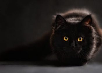 Κορωνοϊός: Κρούσμα σε γάτα εντοπίστηκε στο Βέλγιο