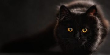 Κορωνοϊός: Κρούσμα σε γάτα εντοπίστηκε στο Βέλγιο