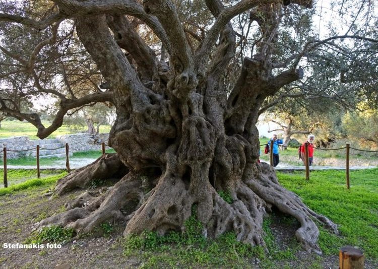 Η αρχαία ελιά του Καβουσίου στην Κρήτη….φυτεύτηκε πριν 3.250 χρόνια