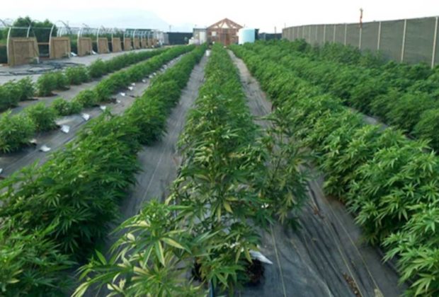 ΗΛΕΙΑ: Άδεια για καλλιεργια φαρμακευτικής κάνναβης