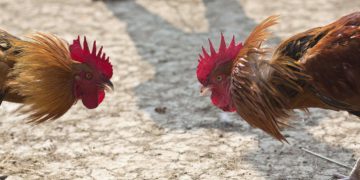 Κοκορομαχίες για τον δρόμο Πάτρα Πύργος που δεν ξεκινά! – ΟΛΟΙ σε βάρος του λαού της Ηλείας! – Ερωτήματα προς όλους…