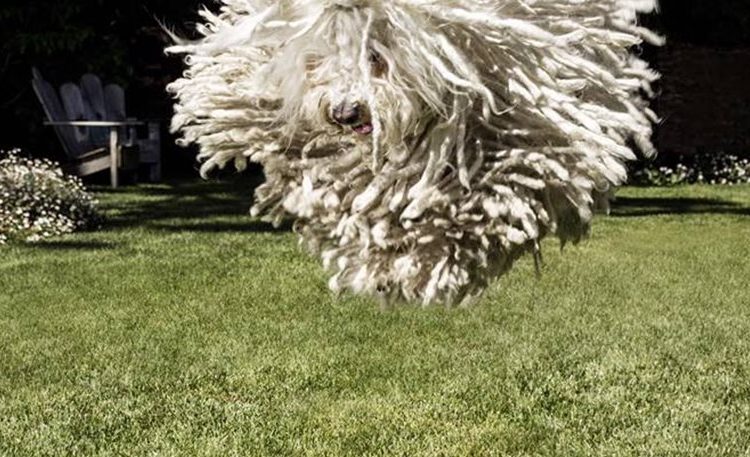 Δείτε την απίστευτη φωτογραφία του σκύλου του Ζούκεμπεργκ