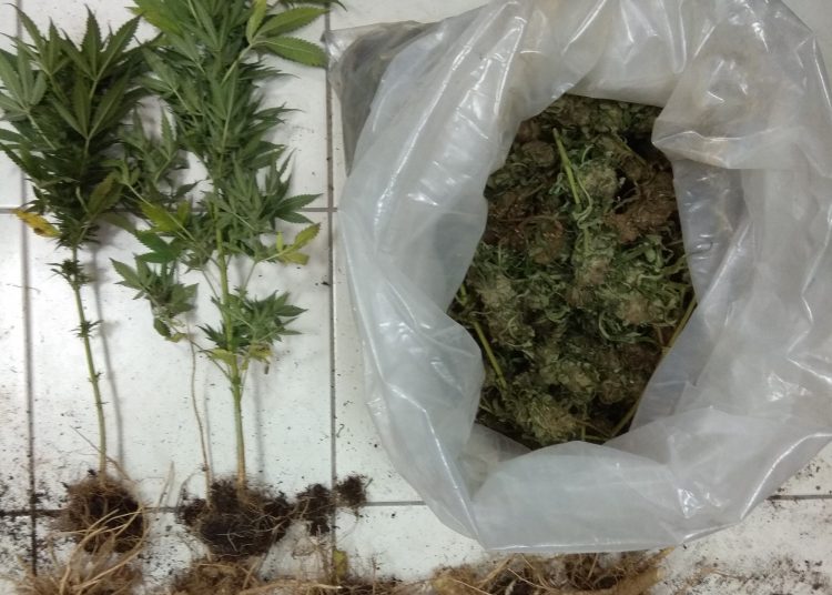 Συνεχίζονται οι συλλήψεις καλλιεργητών ναρκωτικών στην Ηλεία