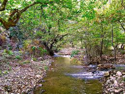 Φολόη: Ενημερωτική Συνάντηση με θέμα «Δρυοδάσος Φολόης: Δράσεις για την Προστασία του»