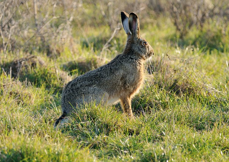 Χάθηκαν οι λαγοί στην ευρύτερη περιοχή της Βρίνας