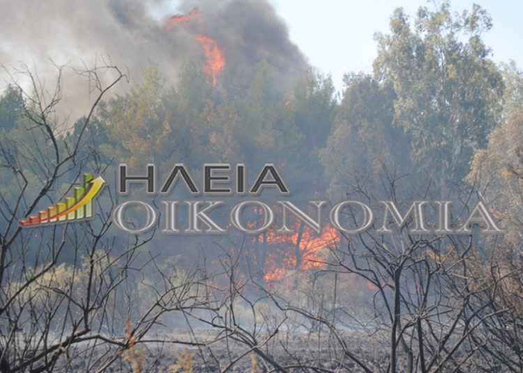 Στήριξη σε Χ.Καφύρα απο τους εργαζόμενους της ΠΕ Ηλείας