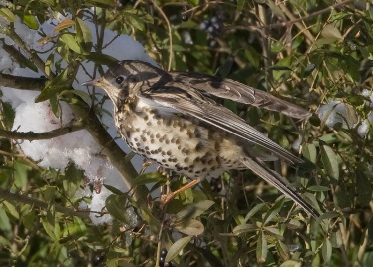 Ηλεία: Απογοητευμένοι οι κυνηγοί από την εξαφάνιση των τσιχλών