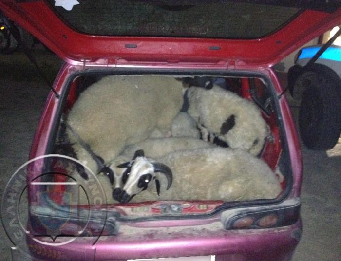 Αμαλιάδα: Άλλοι για κούλουμα και άλλοι έκλεβαν αρνιά