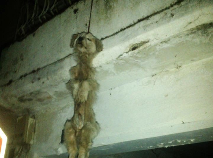 Ντροπή – Σοκαριστική εικόνα στα Λεχαινά, κρεμασμένο σκυλί σε μπαλκόνι