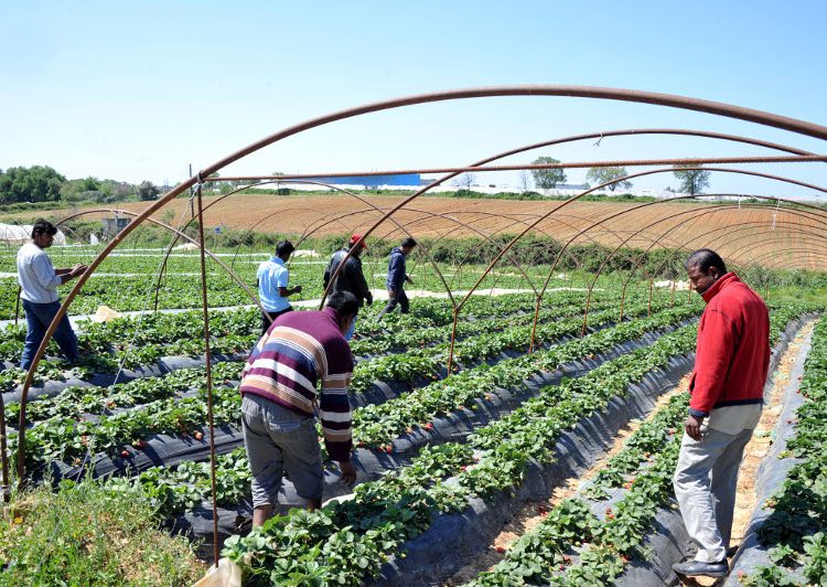 Στους νομούς με την μεγαλύτερη εργασιακή εκμετάλλευση μεταναστών από αγρότες η Ηλεία