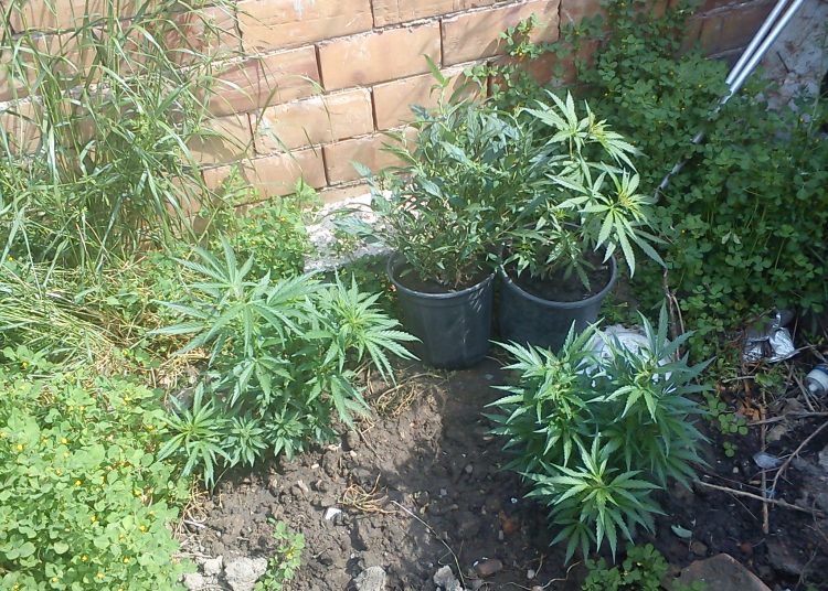 Συνελήφθη 56χρονος στα Σαβάλια για καλλιέργεια ναρκωτικών