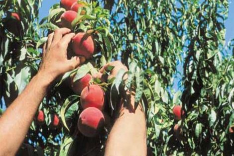 Η ανεργία θερίζει, αλλά οι άνεργοι γυρίζουν την πλάτη στα χωράφια