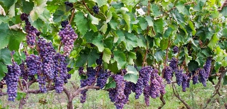 Ενημέρωση για οινοποίηση οινάμπελων