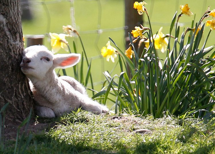 Συνεχίζεται ο ανοιξιάτικος καιρός σήμερα με υψηλές θερμοκρασίες