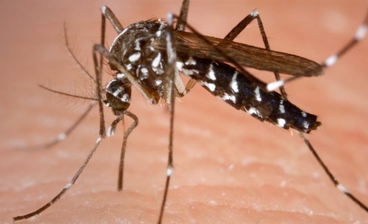 Πρώτος νεκρός από τον ιό του Δυτικού Νείλου