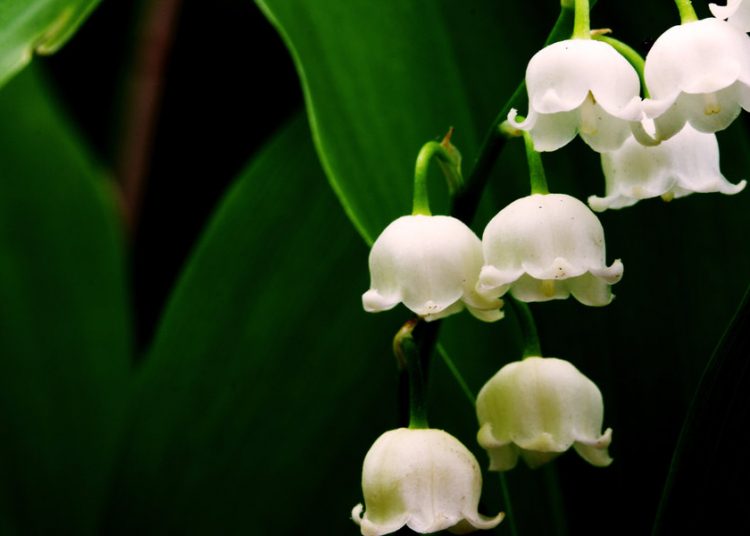 Τα 10 πιο ακριβά λουλούδια στον κόσμο!