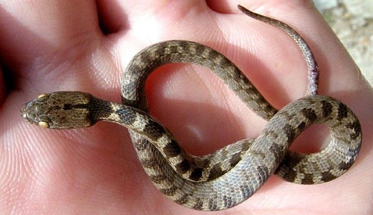 Κεφαλονιά: Τα φιδάκια της Παναγίας