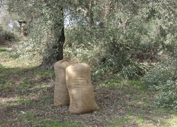 Ανακοινώσεις της Δ/νσης Αγροτικής Οικονομίας για δακοκτονία και βαμβάκι