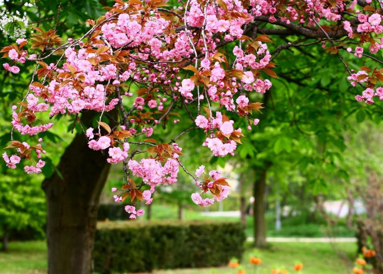Γενικά αίθριος ο καιρός σήμερα