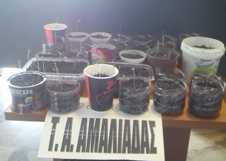 Συνελήφθη  ανήλικος καλλιεργητής ναρκωτικών στα Καβάσιλα Ηλείας