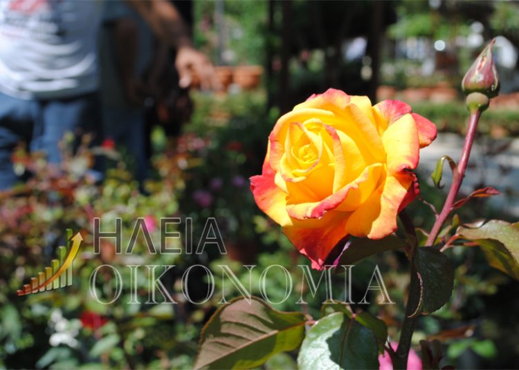 Ξεκινάει την Πέμπτη η 14η Ανθοκομική έκθεση
