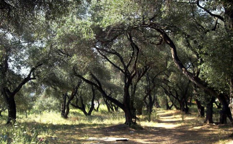Πρόγραμμα Δακοκτονίας του νομού