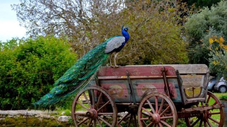 H φωτογραφία της Ημέρας 17/7 – Κτήμα Μερκούρη