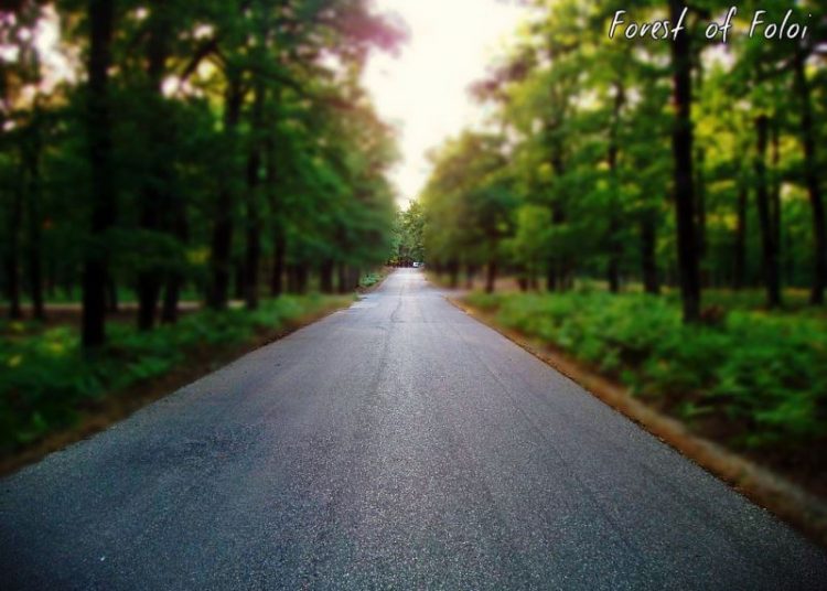 Η φωτογραφία της Ημέρας: Δάσος της Φολόης