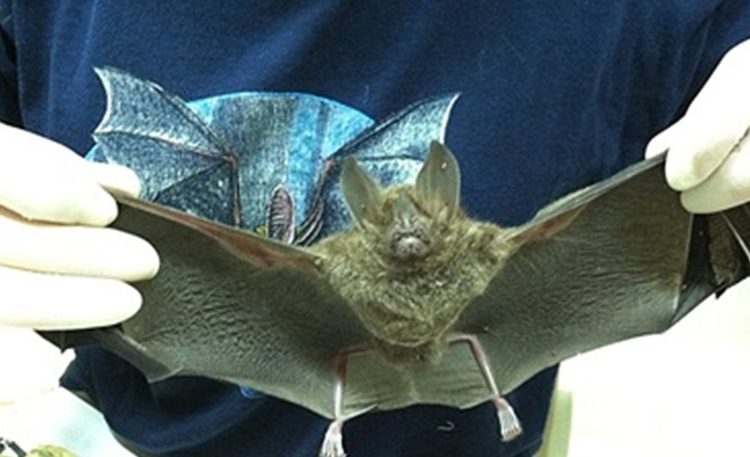 Αμαλιάδα: Νυχτερίδα δάγκωσε 60χρονο – Άμεση η ιατρική παρέμβαση