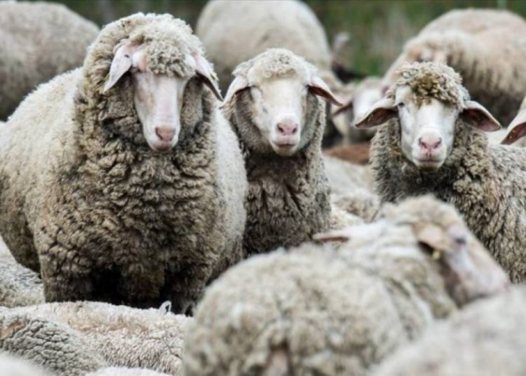 Η ΠΕ Ηλείας σχετικά με την οικονομική αποζημίωση κτηνοτρόφων για τον καταρροϊκό πυρετό