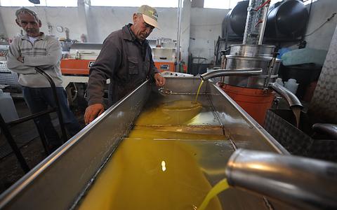 Καλή η χρονιά φέτος – Υψηλές τιμές και πλούσια συγκομιδή στο λάδι