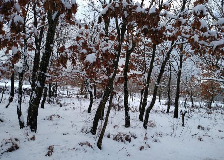 ΗΛΕΙΑ: “Βούλιαξαν” από κόσμο Φολόη, Λάλας, Ανδρίτσαινα