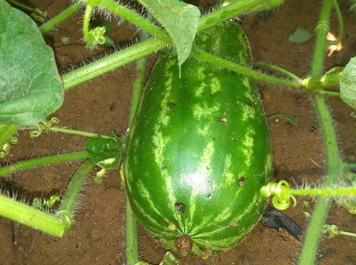 «Τη χαριστική βολή στο καρπούζι του Κάμπου της Ηλείας έδωσε το χαλάζι»