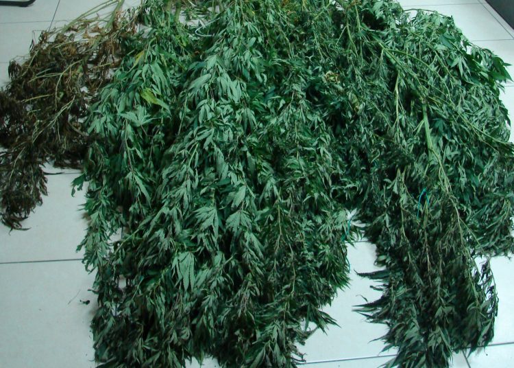 Συνελήφθη καλλιεργητής ναρκωτικών στην Ηλεία