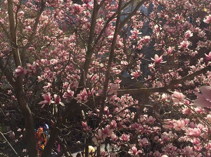 Προς υποψηφίους Δημάρχους: Ο Δήμαρχος της Νάουσας ….. (γράφει ο Χάρης Κανελλακόπουλος)