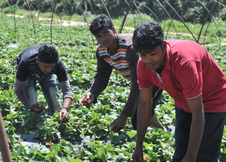 Οι μετανάστες εργάτες γης της Μανωλάδας παίρνουν άδεια διαμονής