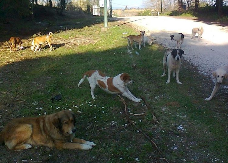 Μεγαλώνει ο αριθμός των αδέσποτων σε Μαραθιά – Κουρούτα