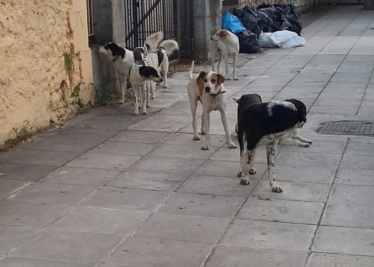 ΠΥΡΓΟΣ: Αδέσποτα σκυλιά επιτίθενται σε περαστικούς