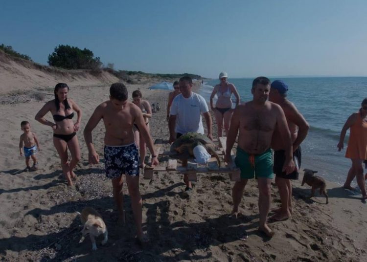 Ηλεία: Επιτυχημένη επιχείρηση διάσωσης τραυματισμένης Caretta caretta (φωτο)