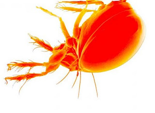 Τι είναι το κόκκινο ακάρι (ψείρα) – Τρόποι αντιμετώπισης