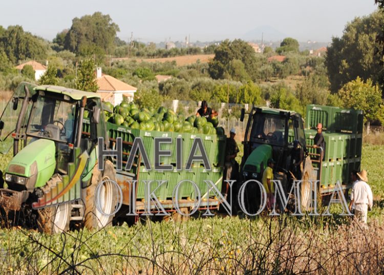 Εκατοντάδες νταλίκες στην Ηλεία για να φορτώσουν καρπούζι. Μεγάλη ζήτηση.