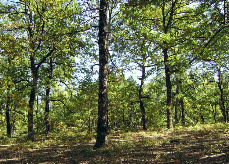 Εθελοντικός καθαρισμός του Δρυοδάσους Φολόης