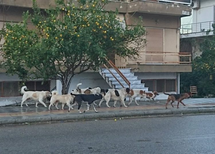 MONO οι Δήμοι Ήλιδας και Κρέσταινας στην Χρηματοδότηση για καταφύγια αδέσποτων ζώων συντροφιάς (πίνακας)