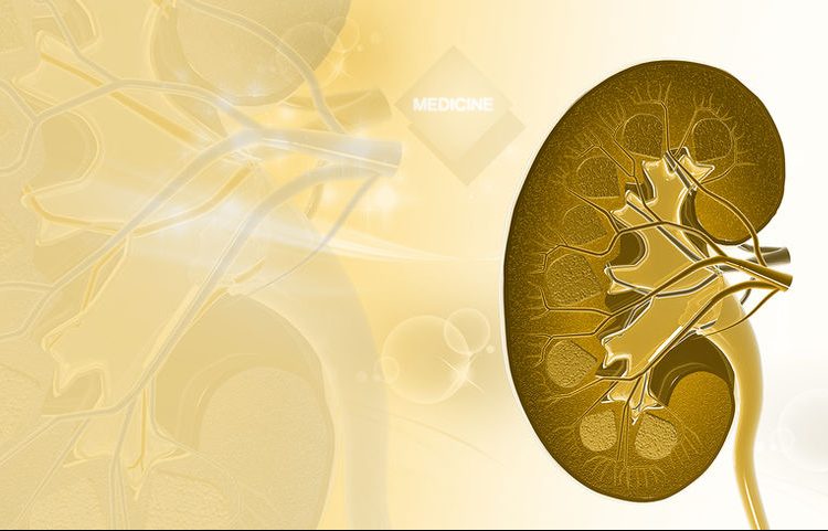 Νεφρά: 4 τρόποι για να τα κρατήσετε υγιή για πάντα